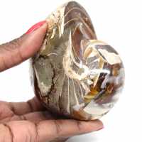 Polished Fossil Ammonite from Madagascar - Decoration and Geological Science