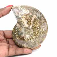 Polished Fossil Ammonite from Madagascar - Narrow and Slender Specimen