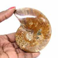 Polished Ammonite Fossil - Natural Stone from Madagascar for Collectors