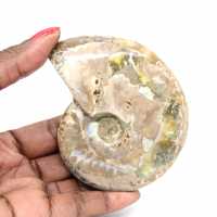 Polished Fossil Ammonite - Decoration and Paleontological Science Polished Fossil Ammonite - Decoration and Paleontological Science