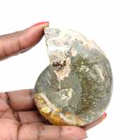 High-Quality Polished Fossil Ammonite - Natural Decorative Piece