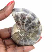 Polished Fossil Ammonite from Madagascar - Small Specimen