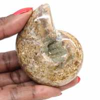 Polished Ammonite for Collectors - Fossil Treasure from Madagascar (100g)