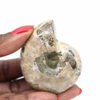 Polished Ammonite - Small Collector's Specimen from Madagascar (80g)