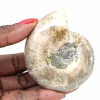 Small Polished Ammonite Fossil - Natural Stone of Geological History