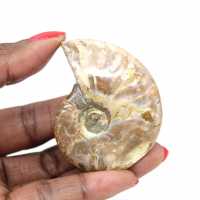 Polished Fossil Ammonite from Madagascar - Collectible Miniature (45g) Polished Fossil Ammonite from Madagascar - Collectible Miniature (45g)