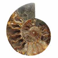 Sawn Fossil Ammonite – Aesthetics and Vibrational Rate Sawn Fossil Ammonite – Aesthetics and Vibrational Rate