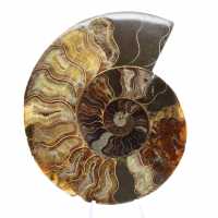 Polished Ammonite for Lithotherapy and Collection – Madagascar Polished Ammonite for Lithotherapy and Collection – Madagascar
