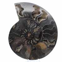 Polished Decorative Fossil Ammonite – Specimen from Madagascar