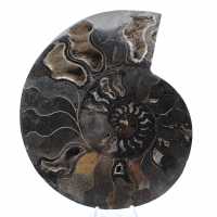 Polished Sawn Ammonite Fossil from Madagascar – Unique Collector's Item Polished Sawn Ammonite Fossil from Madagascar – Unique Collector's Item