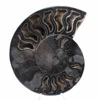 Polished Ammonite for Discerning Collectors – Authentic Fossil Polished Ammonite for Discerning Collectors – Authentic Fossil