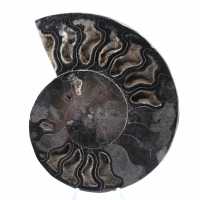 Ammonite Fossil Natural Decoration – Unique Specimen