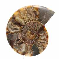 Large Polished Spiral Fossil Ammonite – Historical Decor