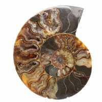 Sawn and Polished Ammonite from Madagascar – Beautiful Display Piece Sawn and Polished Ammonite from Madagascar – Beautiful Display Piece