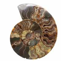 Polished Ammonite for Collectible Furniture – Treasure of Madagascar