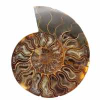 Polished Ammonite with Structured Interior – Mineral Decoration