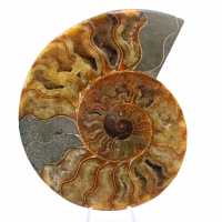 Sawn Ammonite from Madagascar – Authentic Fossil for Collectors