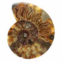 Polished Madagascar Ammonite – Centerpiece for Interior Design Polished Madagascar Ammonite – Centerpiece for Interior Design
