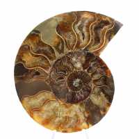 Polished Ammonite, Perfect Cut – Choice Specimen