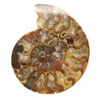 Polished Ornamental Ammonite from Madagascar – Authentic Decor
