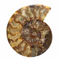Polished Sawn Ammonite Fossil – Perfect Geometry