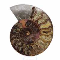 Ammonite Collector's Item from Madagascar – Sawn Cut