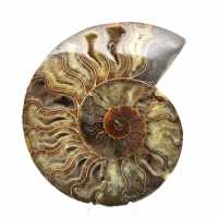 Polished Natural Fossil Ammonite – Decoration and Science