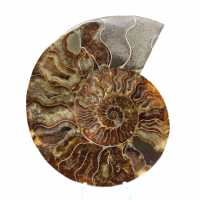 Polished Fossil Ammonite – Authenticity and Natural Harmony Polished Fossil Ammonite – Authenticity and Natural Harmony