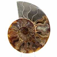 Small Polished Madagascar Ammonite – Scientific Gift Small Polished Madagascar Ammonite – Scientific Gift