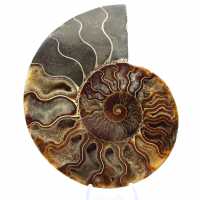 Sawn Fossil Ammonite – Authenticity for Stone Enthusiasts