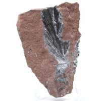 Authentic Pyrolusite Crystals on Matrix