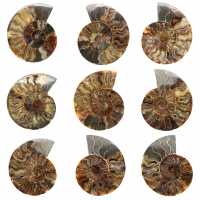 Polished Sawn Ammonite Fossil – Natural Brilliance from Madagascar
