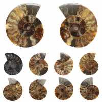 Polished Sawn Ammonite Fossil – Natural Brilliance from Madagascar Polished Sawn Ammonite Fossil – Natural Brilliance from Madagascar