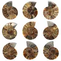 Polished Sawn Ammonite Fossil – Natural Brilliance from Madagascar