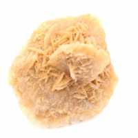 Moroccan desert rose: massive collector's rosette