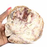 Petrified Wood from Madagascar - Polished Section for Collectors Petrified Wood from Madagascar - Polished Section for Collectors