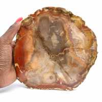 Petrified Majunga Wood - Naturally Originated Polished Slice