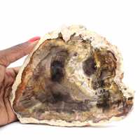 Natural Silicified Wood Slice - Specimen from Madagascar