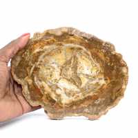 Small Slice of Petrified Wood - Authenticity from Madagascar