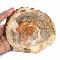 Slice of Petrified Wood from Madagascar - Scientific Object