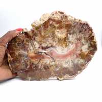 Fossilized Wood from Madagascar - Large Polished Slice Fossilized Wood from Madagascar - Large Polished Slice