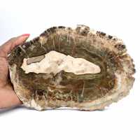 Elongated Slice of Silicified Wood - Origin Madagascar Elongated Slice of Silicified Wood - Origin Madagascar