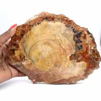 Polished Fossil Wood Slice - Majunga Specimen