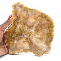 Section of Petrified Wood from Madagascar - Collection Quality Section of Petrified Wood from Madagascar - Collection Quality