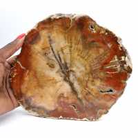 Fossilized Majunga Wood - Authentic Polished Slice