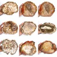 Large Slice of Petrified Wood - Majunga Collection