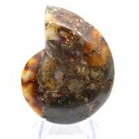 Ammonite from Madagascar with polished and unpolished face