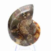 Polished Ammonite Fossil: Collector's Specimen