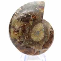 Genuine Mahajanga ammonite with a polished face