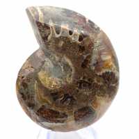 Fossil cephalopod Ammonite: Polished/Raw Duality
